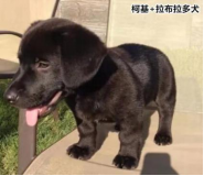 柯基的基因有多強？快來看這款狗狗手板模型！